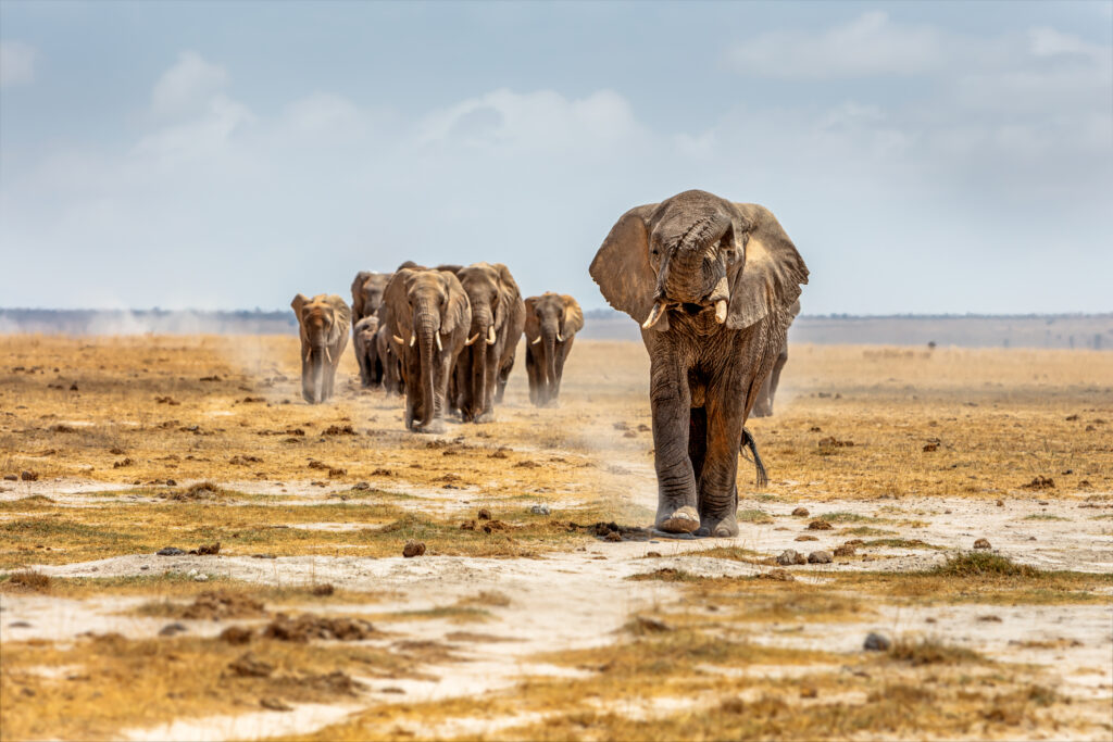 3Days Tanzania Safari Experience