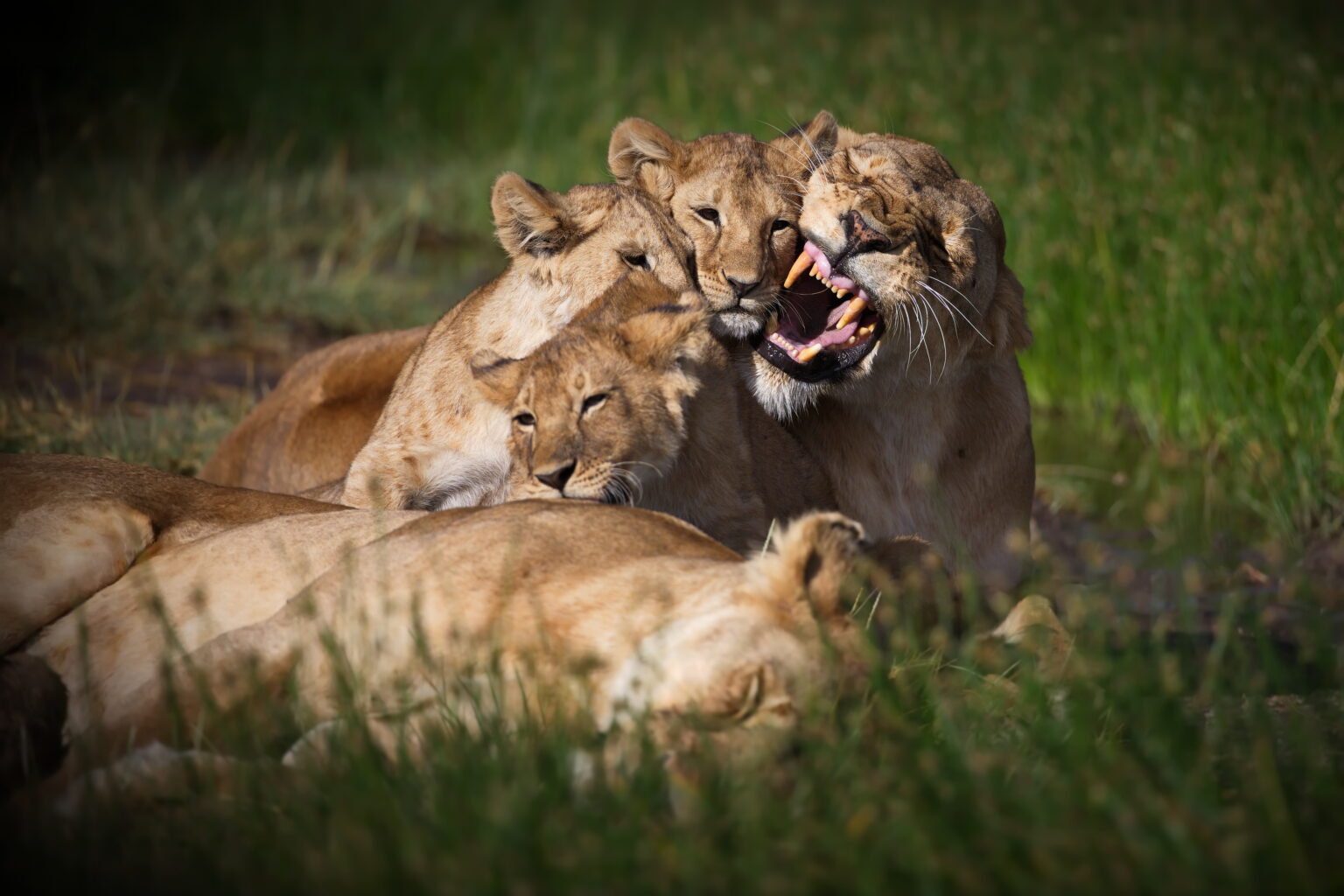 8 Days Best of Tanzania Safari