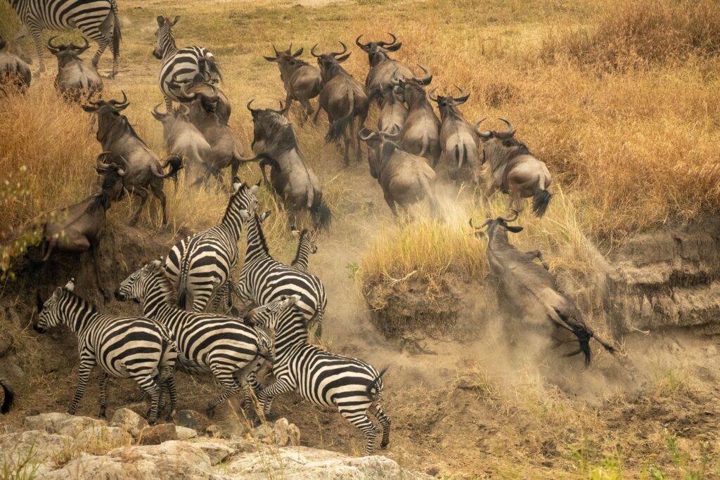 6 Days Tanzania Migration Safari