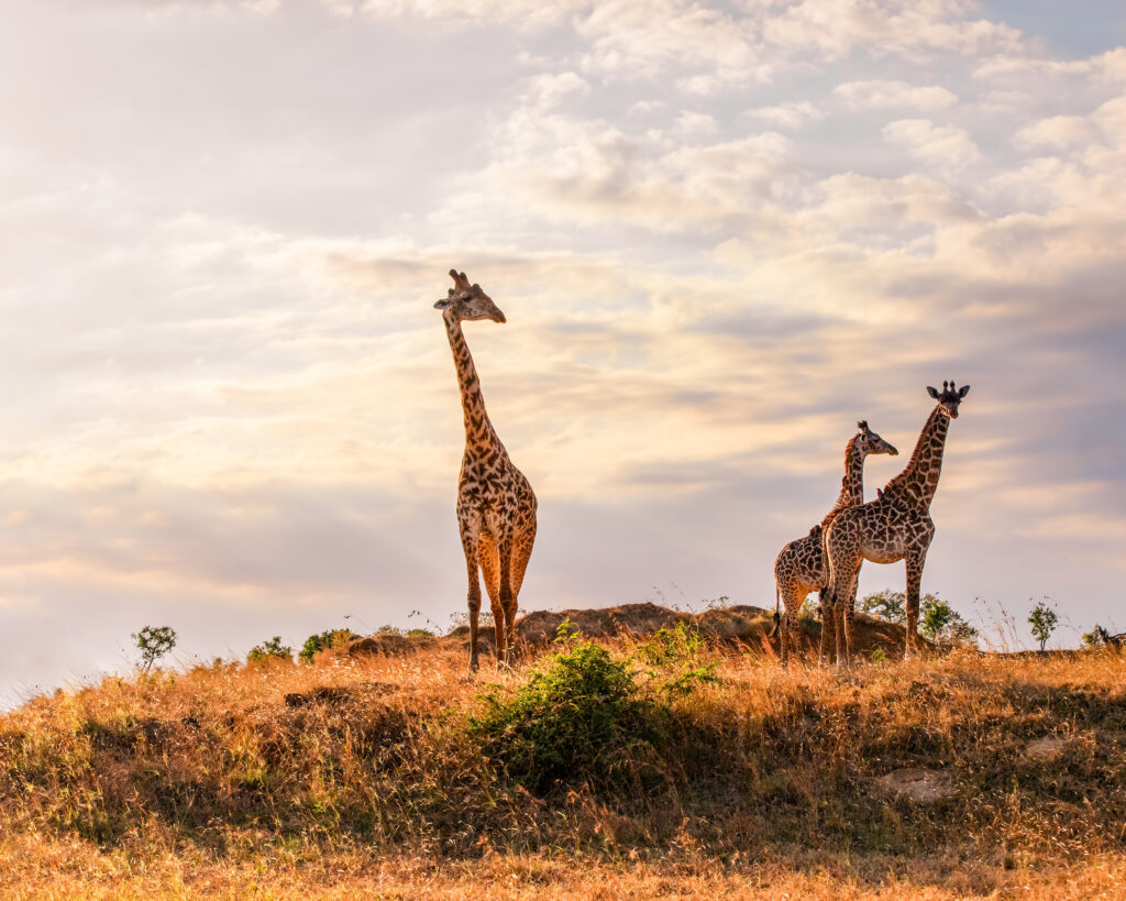 4-Day Mikumi Tanzania Safari & Zanzibar
